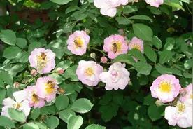 农村常见植物“野蔷薇"，不单漂亮，还能帮助很多家庭解决大问题视频封面
