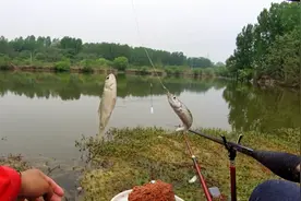 五十钓费的鱼塘，一天下来鱼获真是大失所望！钓鱼人的钱太好挣了视频封面