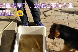 砸冰把鱼震晕死了，还能活过来吗？鱼儿快醒醒。😂视频封面