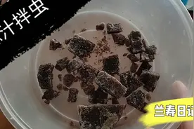 给金鱼加道硬菜 蒜汁凉拌丰年虾 鲜香利口预防肠炎 这小日子真美