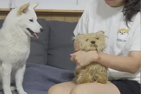 狗子的嫉妒心到底有多强？用一只“小狗”测试三只狗狗的反应视频封面