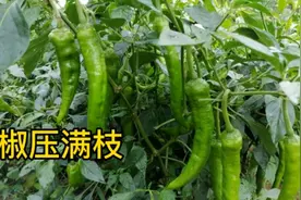 农村大伯用醋这样喷辣椒，不但高产还没病害，一年四季吃不完视频封面