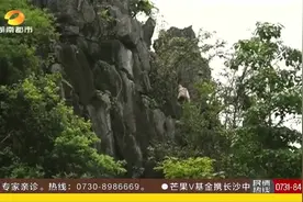 稀罕！广西惊现白化黑叶猴，全球目前仅发现两只！视频封面