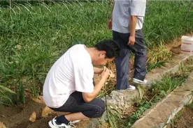 新手种植生姜出现的姜瘟，要学会这几个方法和技巧，可以有效防治视频封面