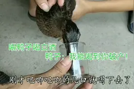 这只鸭子喝酒的样子太搞笑了！吧唧吧唧几口就喝了一小杯！
