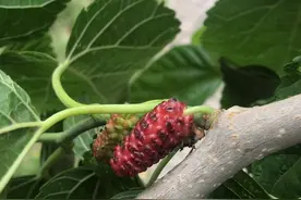 原来这红色的毛毛虫子是桑葚子啊视频封面