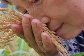 母女俩去田里看水稻，不由得想到一件事，伤心不已，究竟是啥事呢视频封面