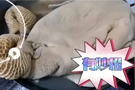 牛肚去臭味方法教给你