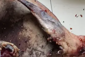 美味的狗肉十分嫩滑，来看大厨在线剁狗肉视频封面