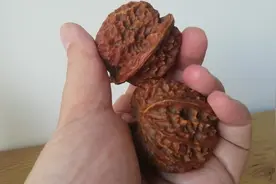 揭秘假文玩核桃的猫腻，与你分享购买文玩核桃的受骗经历视频封面