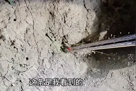 农村夫妻俩夜晚抓蜈蚣两块钱一条，过程很好玩，看看能抓多少条？