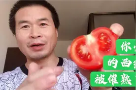 菜市上大量的西红柿都是使用催熟剂的，为了你的健康！谨慎食用！视频封面