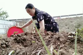 家里没有泥土了出门去找了半桶很贫瘠的土，不过拌上椰砖将能用视频封面