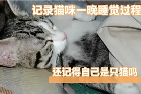 主人不睡觉特意记录猫咪睡觉过程 它可能觉得自己是个人