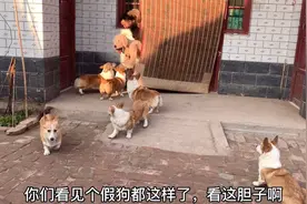 一群狗狗被一只假金毛吓得节节败退，有一只竟躲在角落里瑟瑟发抖视频封面