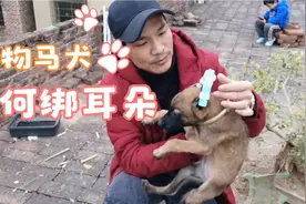 很多粉丝说小平犬耳朵立不起，今天我帮它绑一下耳