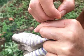 云南农村摘花椒，100一天都没人摘，网友：看了过程太心酸视频封面