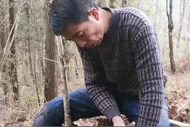 野生天麻原来这个样视频封面