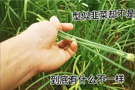 广西崇左韭菜台种植，经济效益高，跟韭菜有区别#扶贫青年在行动#视频封面