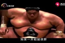 相扑选手有自己专门的火锅，为了增重平均寿命四五十岁视频封面