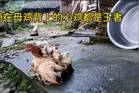 小鸡骑在母鸡背上，为小鸡撑起了一片天！骑在背上的是将来的王者