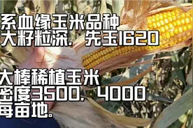 美系血缘玉米品种，棒大籽粒深，24公分，密度3500，4000株每亩。