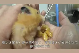 给仓鼠修理牙齿小家伙赶紧求饶，将藏在嘴里的零食全吐出来给主人视频封面
