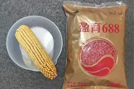 最新高产玉米种子，乐盈688，亩产960公斤，适合东北三省种植。视频封面