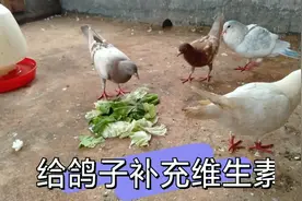 鸽子补充维生素？经常喂一些白菜草之类给鸽子吃，养鸽子健康