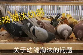鸽子比赛要胜利，资源必须合理利用，淘汰是第一步，我是怎么干的视频封面