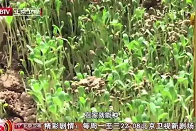 这种护心降脂的蔬菜，高蛋白、高维生素、高矿物质，在家就可以种视频封面