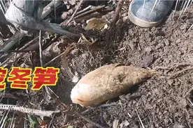 挖冬笋要这样挖，关键是竹子的根！视频封面