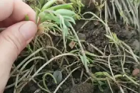 奇迹正在发生中……网购网红垂盆草......视频封面