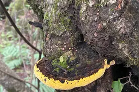 桑黄种子培育技术，灵芝王手把手教你咋个做，学会就是一门手艺哦视频封面