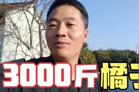 浙江嘉兴：兵哥上山采3000斤橘子，2020年橘子批发多少钱一斤？视频封面