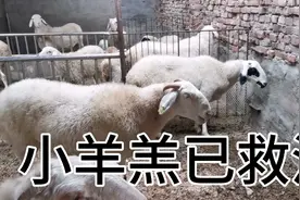 小羊羔口吐白沫，已经治好，药品名字已经分享，就打了两针，收藏视频封面