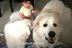 茶杯犬，是天生这么小吗，狗贩子太残忍了视频封面