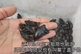 大东北小市场，冻梨带你看东北小众美食，它们算是黑暗料理吗视频封面