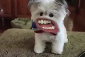 当狗狗有了大嘴巴是恐怖还是好玩？视频封面