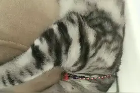 卖猫了，给钱就卖视频封面