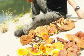 看看野生灵芝怎么在山上采到的,被炒作到5000元一斤，值得吗？视频封面