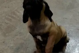 非洲的狗狗也可以听懂中文😜😜😜😜😜