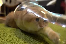 你家的喵星人是不是也一样喜欢钻瓶子！好萌……视频封面