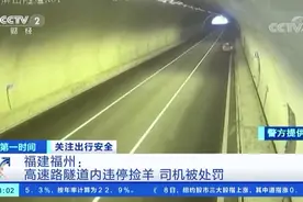 【太胆大了！为了捡羊炖肉，直接在高速隧道内停车！】视频封面