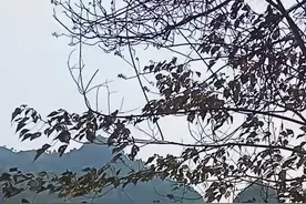 赖布衣天星风水陆路路寻龙现场视频封面