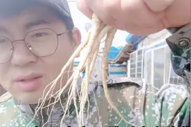 小石揭露人参行业的秘密，你买到的人参须为何如此便宜