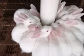 河南农村养兔夫妻的日常生活，越狱的小兔终于逮到了看你还不老实视频封面