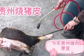 贵州的猪肉都要烧皮吃着才香，今年猪肉价格便宜买了一腿几十斤