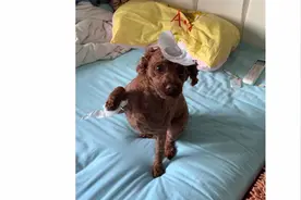 【泰迪】狗的头和手被粘上了纸是什么反应？？？傻乎乎的，超搞笑视频封面
