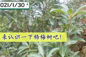 我们来认识一下杨梅树吧！视频封面